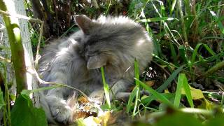 preview picture of video 'Аэлита (Пушистая серебрянная кошка) умывается.'