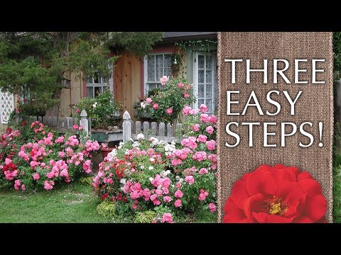 download lagu mp3 mp4 French Country Garden Plants, download lagu French Country Garden Plants gratis, unduh video klip French Country Garden Plants