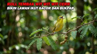 Download lagu PANCINGAN PLECI ROLL TEMBAK WIT WIT WIT CERR NGOTOT , BIKIN LAWAN IKUT NEMBAK & BUKPAR mp3