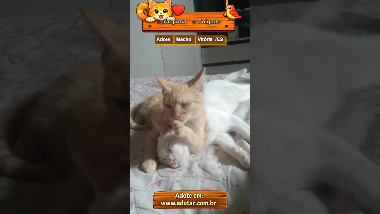 Gato raça SRD-ViraLata idade 2 a 6 meses nome Laranjinha e Folgado