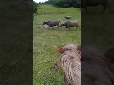 lida campeira com búfalo em guaraqueçaba Paraná