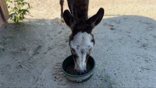 Farnam Sand Clear Crumbles for my Donkeys & Horses