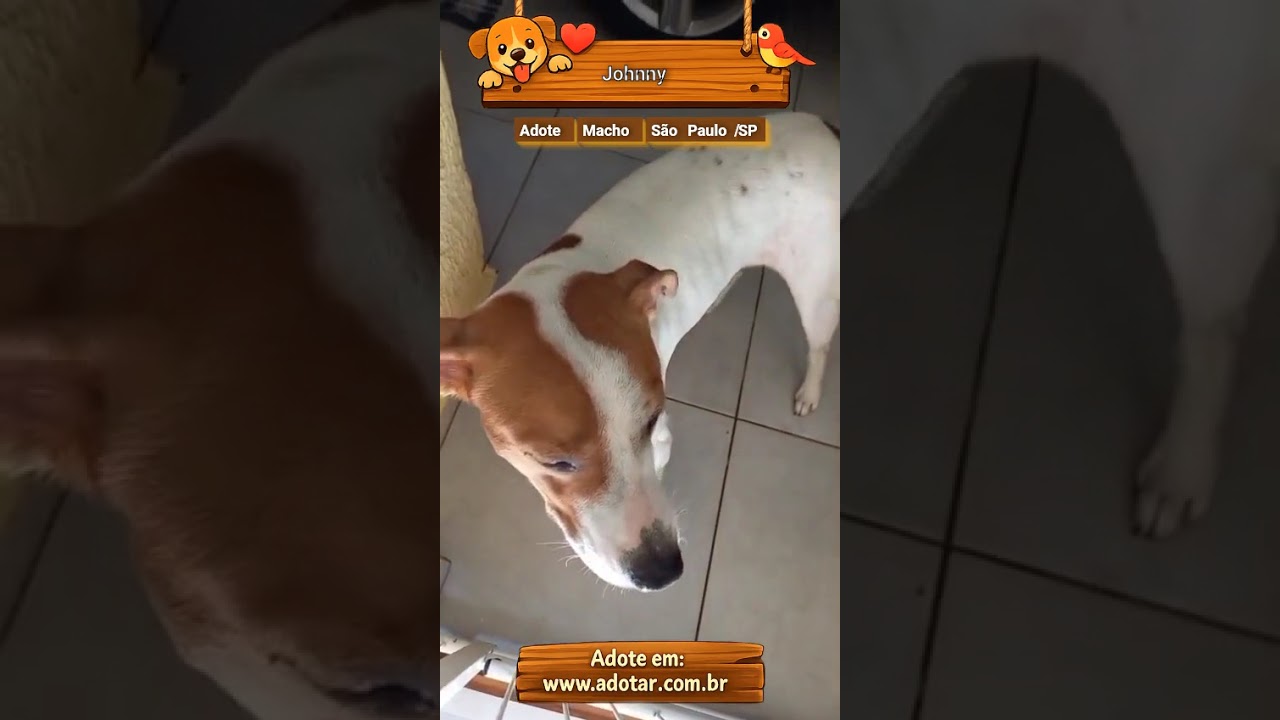 Cachorro raça SRD-ViraLata idade 2 anos nome Johnny