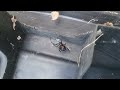 That's a Black Widow in the Bait Station in Tinton Falls, NJ