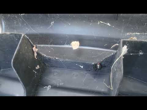 That's a Black Widow in the Bait Station in Tinton Falls, NJ