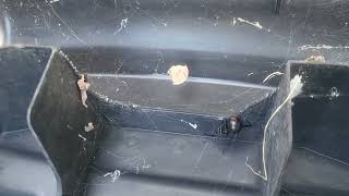 Watch video: That's a Black Widow in the Bait Station in Tinton Falls, NJ