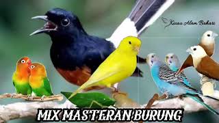 Download lagu Masteran paket komplit burung kicau yang banyak di sukai juri mp3