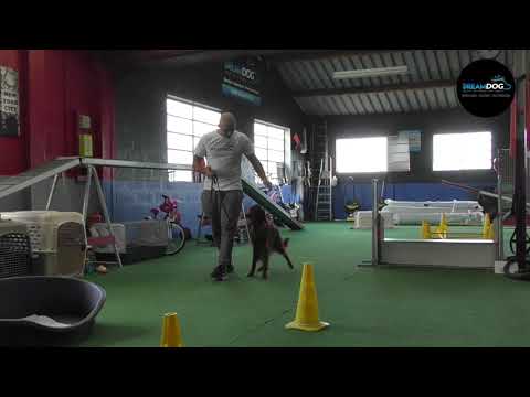 download lagu mp3 mp4 Pension Educative Chien, download lagu Pension Educative Chien gratis, unduh video klip Pension Educative Chien