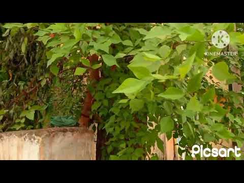 Village Resting pees area