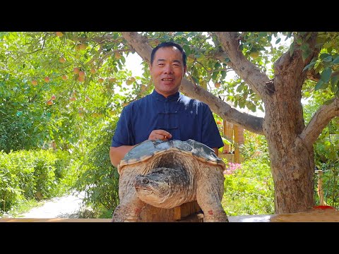 Giant 20-Pound Alligator Snapping Turtle Cooked with Red Oil and Treated My Son | Rural Gourmet