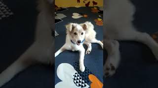 German Spitz (Klein) Puppies Videos