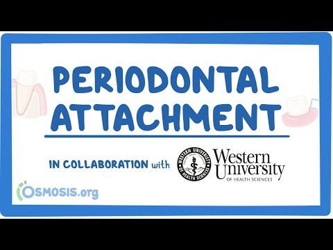 Endodontic Diagnosis in Collaboration w Western University