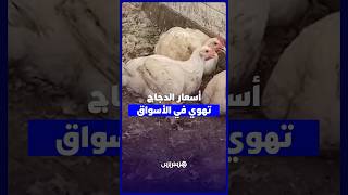 أسعار الدجاج تهوي في الأسواق thumbnail