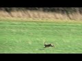 Brown Hare Speed!