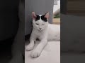 Tuxedo Cat Cotton Cat Meow Tuxedocat Cute Kucing Kucingcomel Cutecat Meowcat 猫 猫咪 猫咪vlog