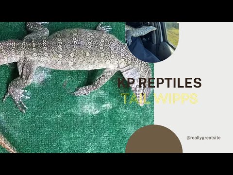 NILE MONITOR Tail whip !!!! 🔊