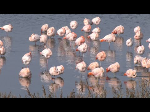 Schouwen-Duiveland, Zeeland - Part 17 - Flamingos at the Grevelingenmeer