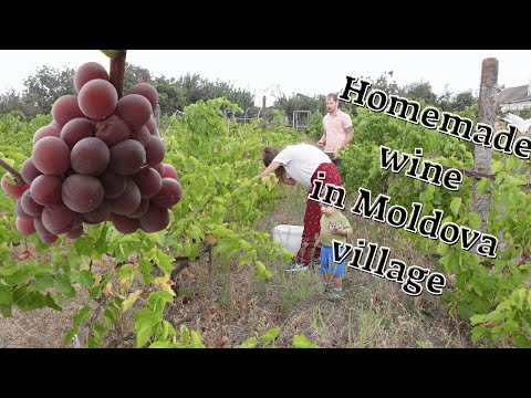 Making homemade wine in a village in Moldova part 1