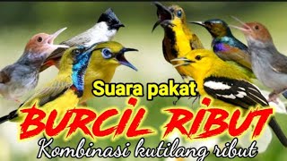 Download lagu SUARA PIKAT BURUNG KECIL RIBUT KOMBINASI KUTILANG RIBUT mp3 Download lagu SUARA PIKAT BURUNG KECIL RIBUT KOMBINASI KUTILANG RIBUT mp3