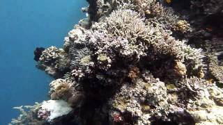 Lizard Island Dive Trip to No Name  - Part 1