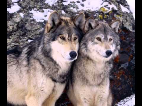 CONDEMNED 84,NO IDENTITY