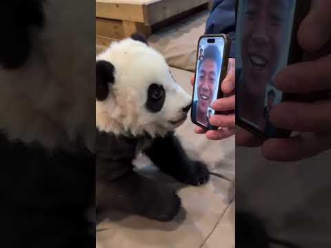Gungun Won't Let His Keeper Leave #panda #desiighnerpanda #funny #babypanda