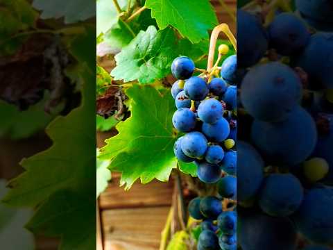 #fruits #grapeharvest  #nature #shorts