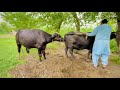 Buffalo Meeting Video Buffalo Meeting Buffalo Mating Up Buffalo Meeting Murrah Buffalo Wild Buffalo