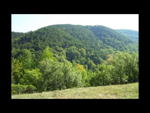 dumbravita de codru  1