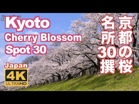 4K Japan Kyoto Cherry Blossom Spot 30（sakura) 京都の桜名所30 京都観光 旅行 案内 清水寺 平安神宮 嵐山 円山公園 哲学の道 醍醐寺 二条城 祇園白川