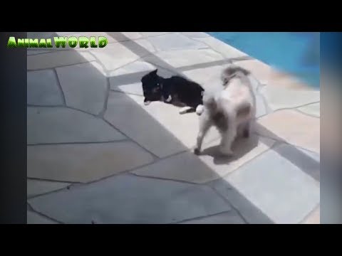 Prodotti di latte fomentati a vermi Ed erbaccia di erba di parassita di verme
