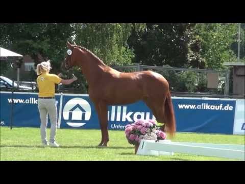 Destano's Wolke von Destano - Wolkentanz I  -  Deutsches Elitestutenchampionat Lienen 2016