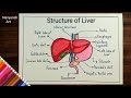 Structure of Human Liver diagram drawing/How to draw and label Human Liver anatomy diagram