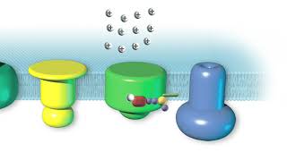 Download the video "Fotosyntese"