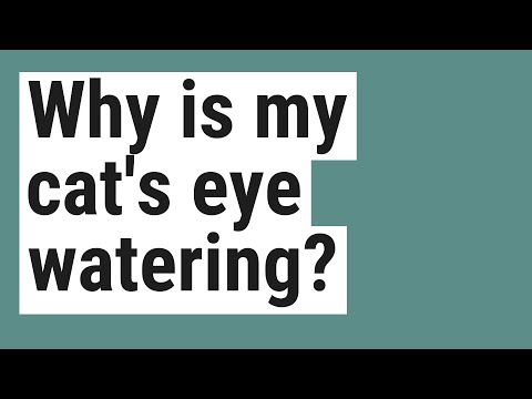 Why is my cat's eye watering?