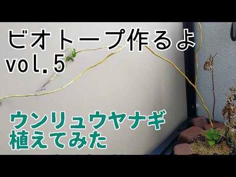 灰ヤナギ、灰色ヤナギ 植物