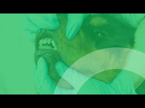 Na Skraju Przychodnia Weterynaryjna Joanna Chmielewska-Rokicka - video