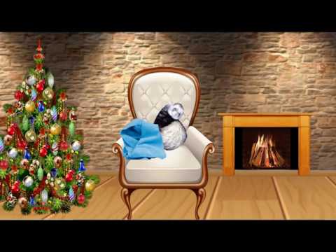 Тестируем лабиринт для хорьков!