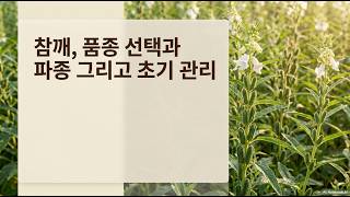 [농사정보] 참깨_품종, 소독, 이랑만들기, 비닐씌우기, 씨뿌리기, 솎아내기