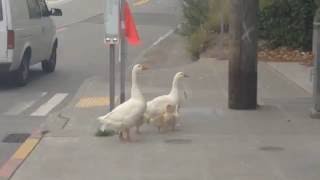 WSB reader video: Fauntleroy geese crossing
