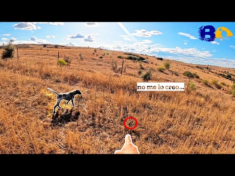 𝗡𝗼 𝘀𝗲 𝗹𝗲 𝗽𝘂𝗲𝗱𝗲 𝗽𝗲𝗱𝗶𝗿 𝗺á𝘀😲 ✨Cazando Codornices con cachorro de Braco Alemán✨
