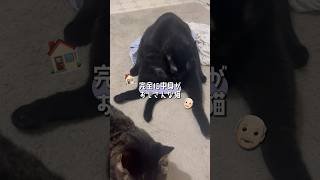 座り方が完全におじさんな猫
