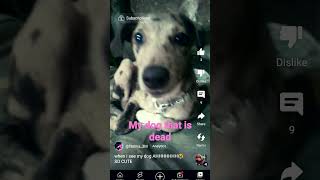 when my dog die I