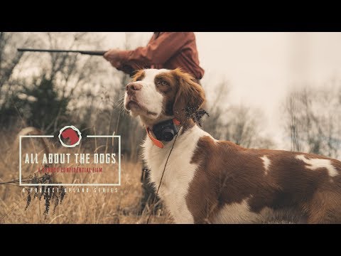 All About the Dogs - An American Brittany Story - Project Upland