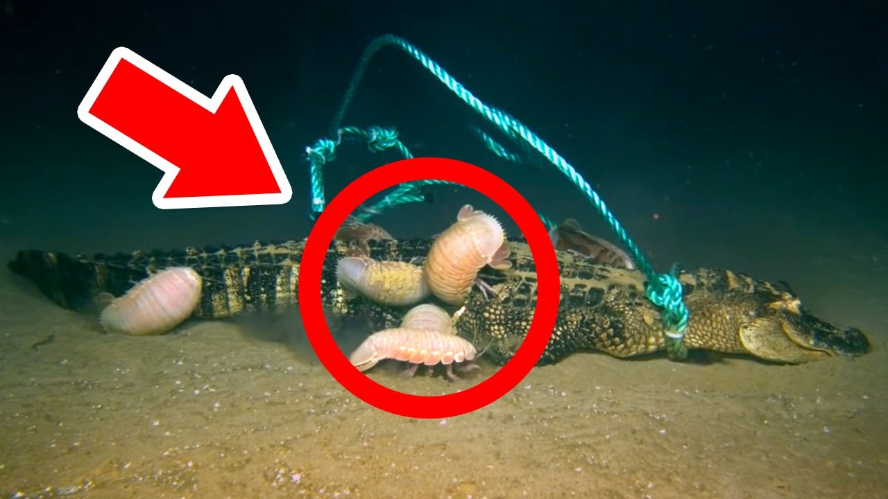 Espécies Estranhas Descobertas Pelos Cientistas Recentemente