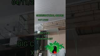 REPRODUTOR SOBRENATURAL 000083 - 04/11/2025 - CRIATÓRIO PRORROGAÇÃO