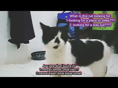 Mencari jalan keluar/Looking for a way out