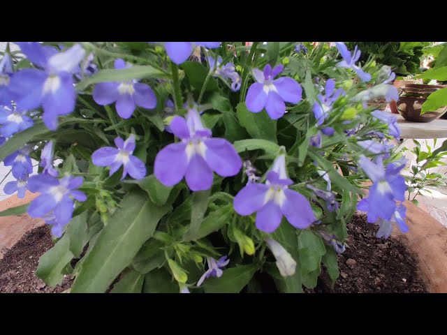 Vídeo relacionado con Lobelia la Planta de Primavera que Llena tu Jardín de Flores Naturales