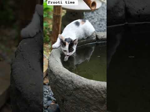 frooti time with cat 😺#likes #subscribe #view #viral #fruit 🍑#sweet cat