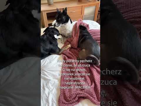 Co się stanie, gdy psy usłyszą słowo SPACEREK? 🐶 #shorts